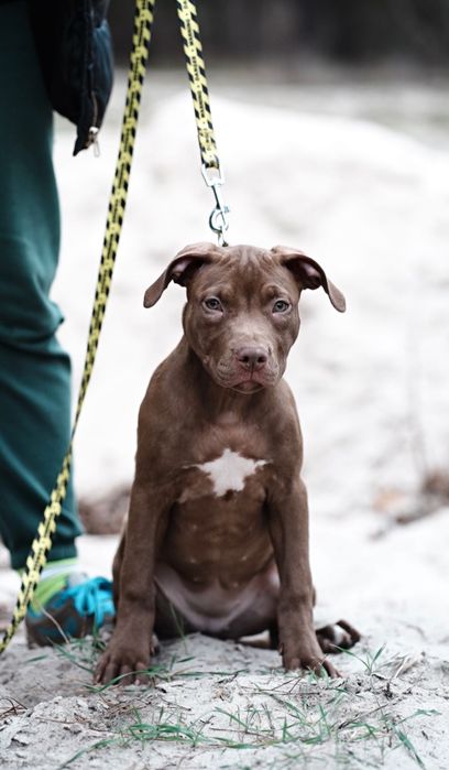 АПБТ , Питбуль , Американський пітбультер'єр , Цуценя пітбуля