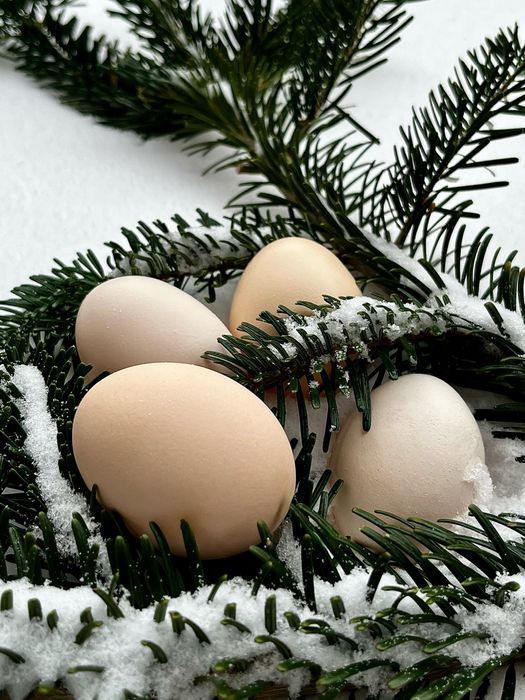 Świeże jaja wiejskie