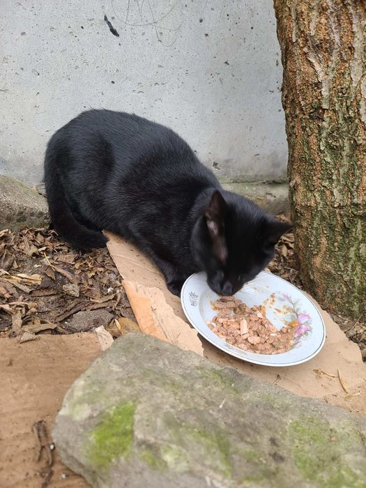 Котик, 7 міс. Кошеня