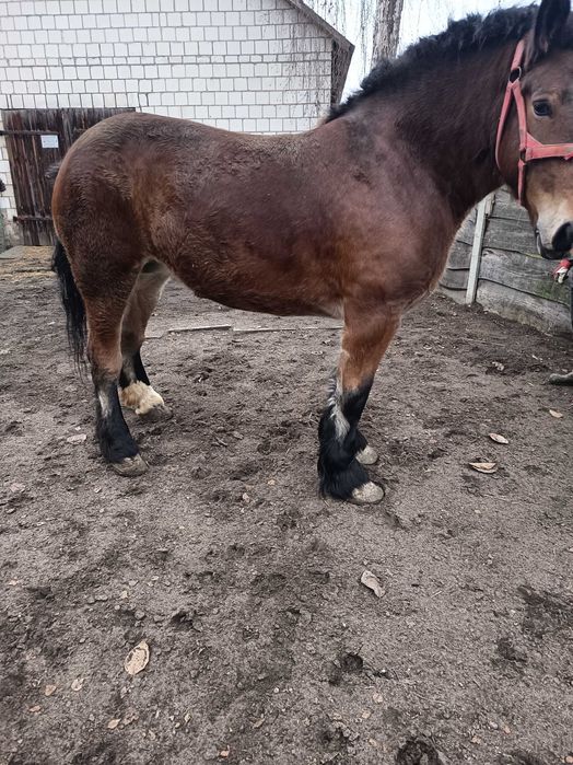 Klacz zimnokrwista gniada 5 lat