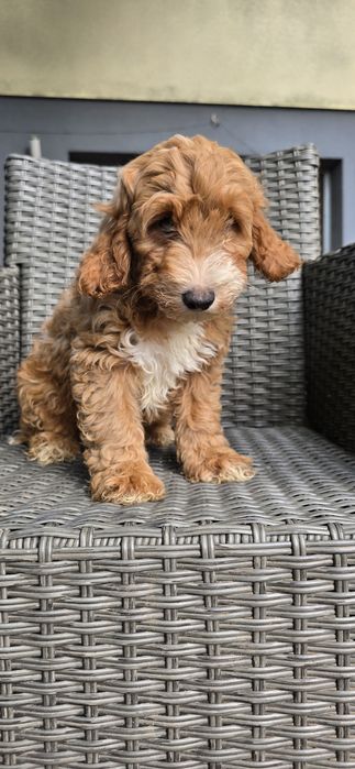 Cockapoo / chłopczyk