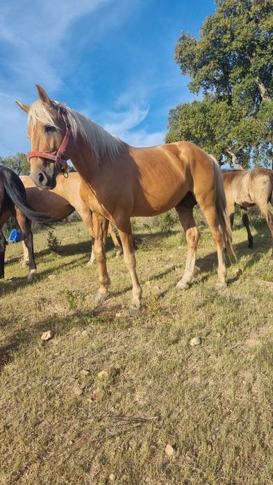 Cavalo palomino  perla