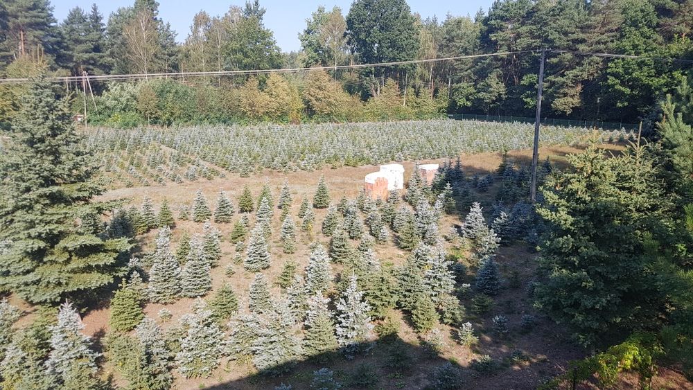 Choinki. Świerki srebrne formowane. 1.0 - 1.8m.