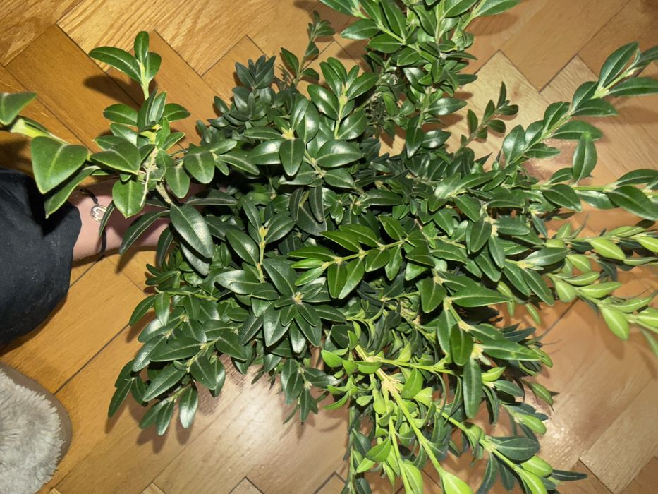 Bukszpan peczek - 10 x