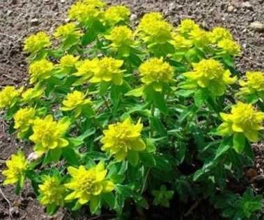 Молочай Сонечко,прунела, геліантус, ліхнес корончатий