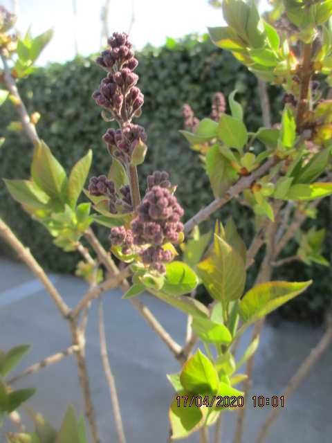 bez , lilak, drzewko , krzew