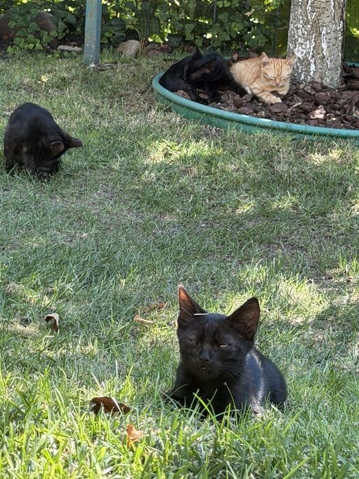 Черные котята ищут дом