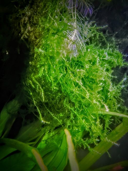 Mech akwariowy łatwa roślina schronienie dla narybku aranżacje