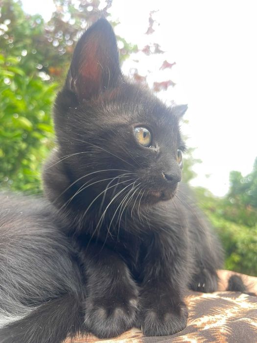 Gatinha para adoção