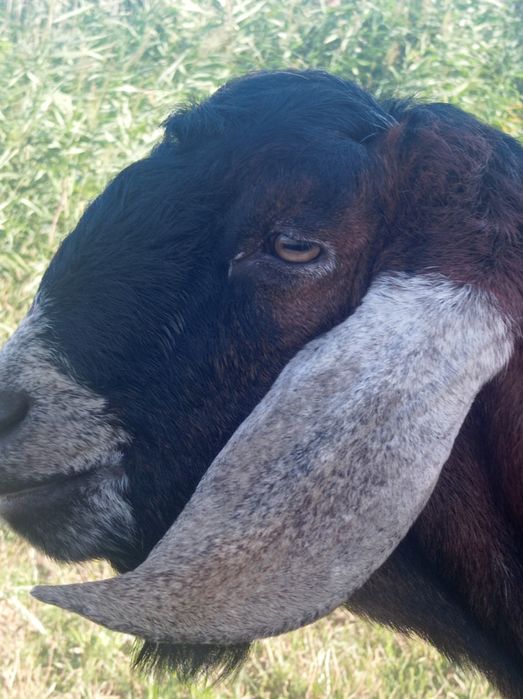 Племений АН козел