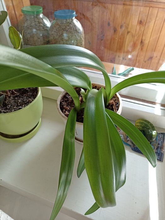 Гіпеаструм червоний