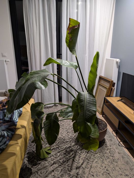 Strelitzia nicolai 150cm