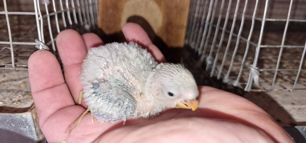 Agapornis para criar a mão