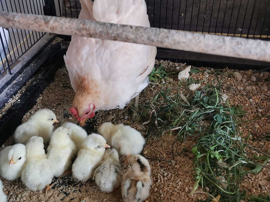 Seramas, as mais pequenas do mundo