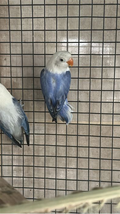 Agaporni fisher Violeta opalino