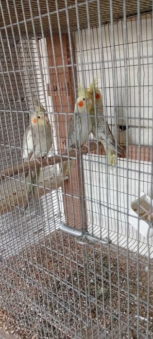 Caturras deste ano para troca