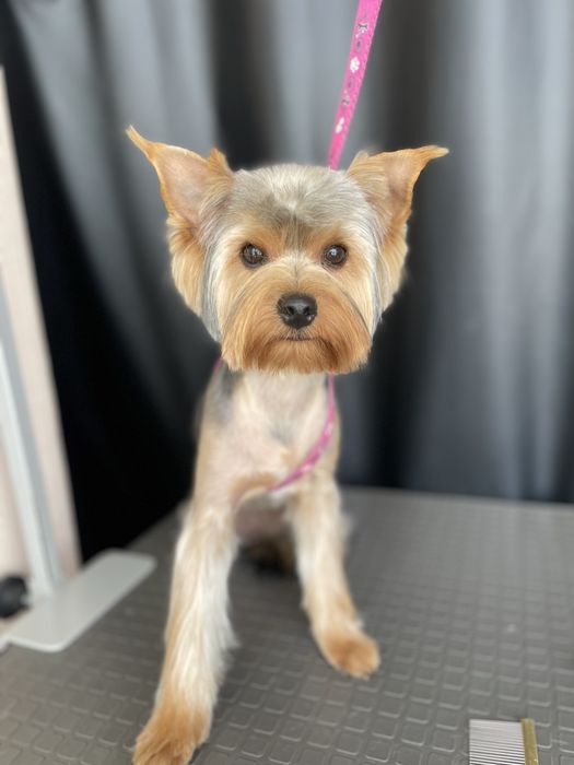 Стрижка собак Лівобережна,Русановка,Воскресенка,Березняки