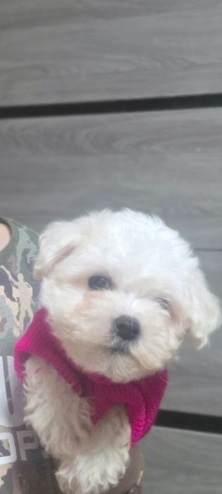 Щенки Бишон Фризе