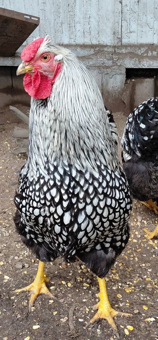 Galos wyandotte prata