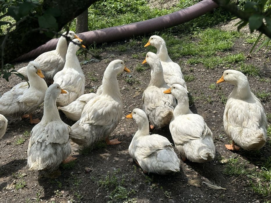 Patos de Pequim