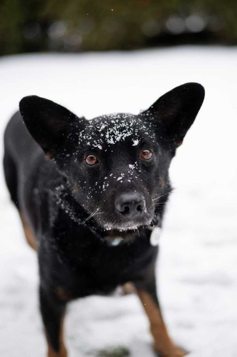 Smerfik lubi ludzi i pieski