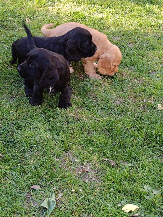 Cocker spaniel angielski unikaty !
