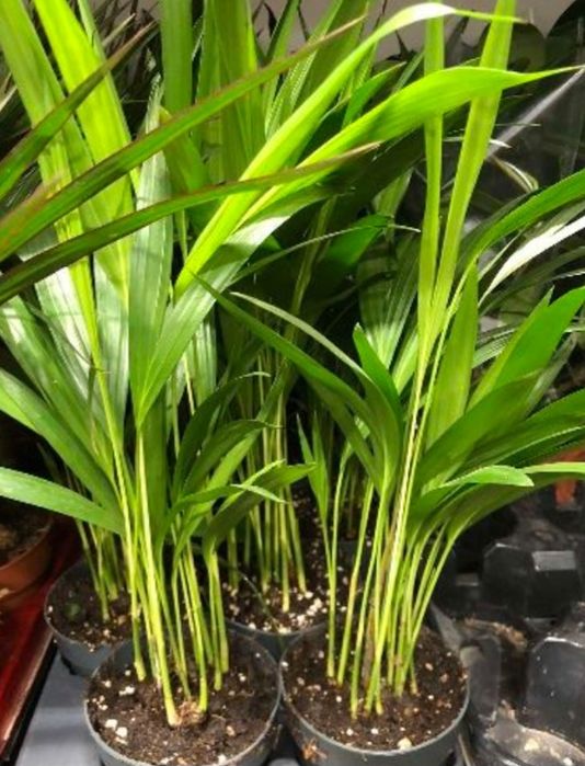 Діпсіс      60см