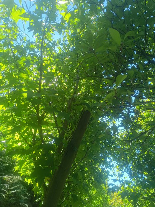 Liquidambar / Liquidambas árvore