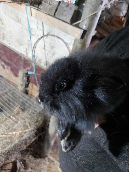 Coelhos de estimação