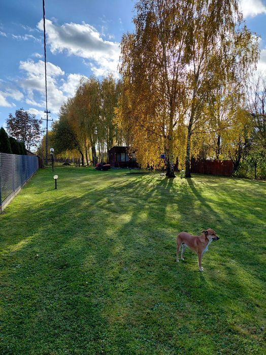 Wynajmę cudną działkę rekreacyjną  3 km obok Mińska Maz idealna na majówkę