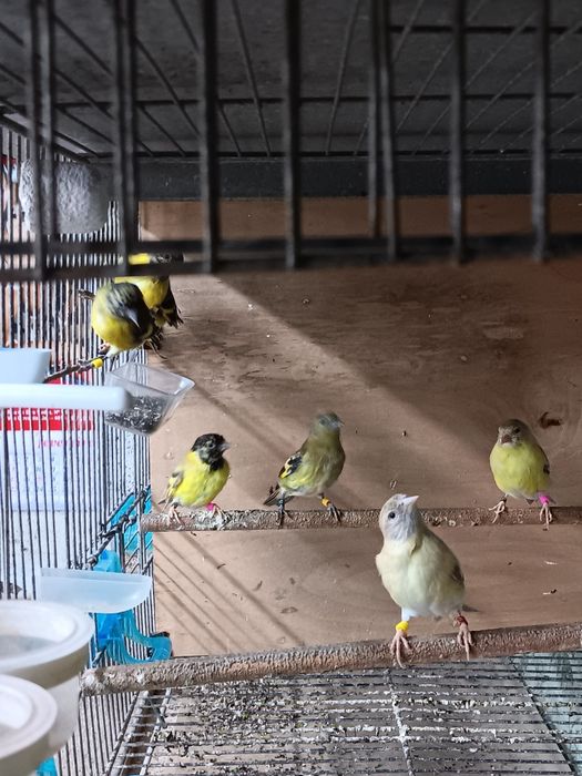 Magelanicos e cardinalitos