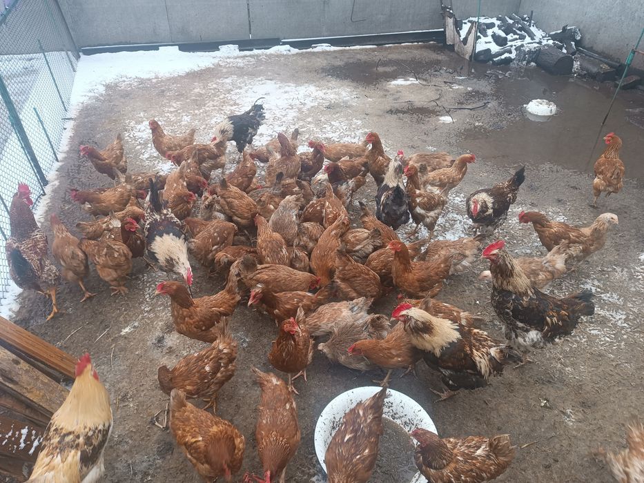 Продам курей ломен браун