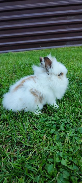 Левоголовий декоративний кролик