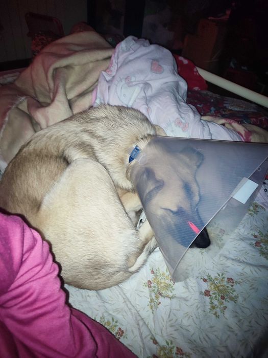 Para adoção muito meigo