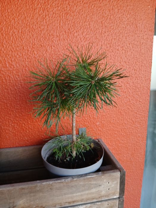 Mudas e para bonsai