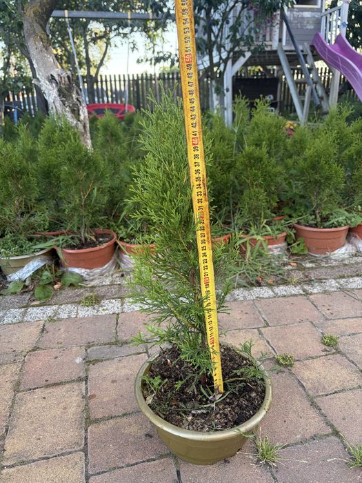 Tuja Szmaragd 50 cm