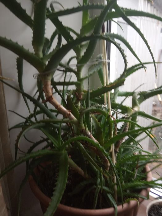 Алоэ древовидный