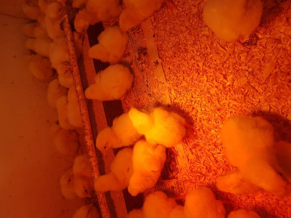 Бройлер добовий (є гурт)