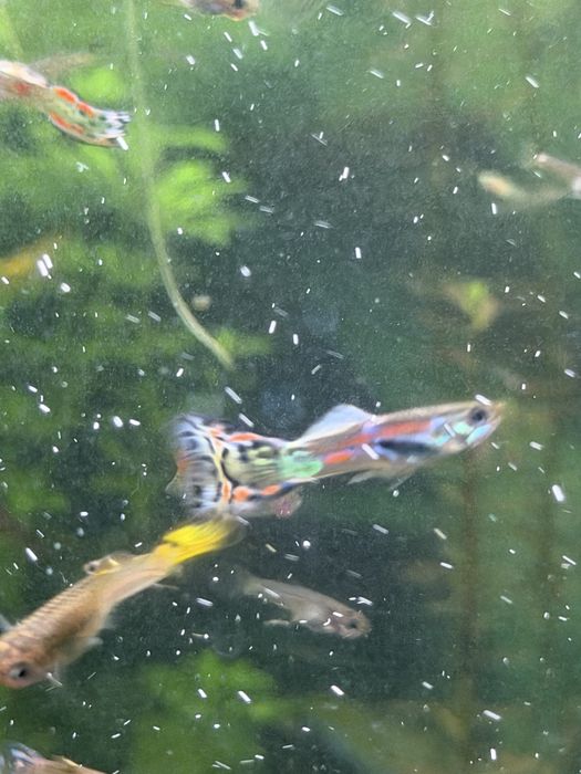 Vendo Guppys Variados