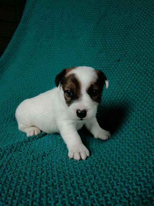 Wzorcowy gładki Jack Russell piękny exterrier ojciec FCI