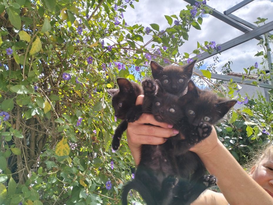 Iirmãs Onix !!Gatinhas para adoção