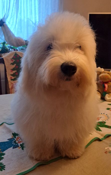 Coton de Tulear FCI (piesek)