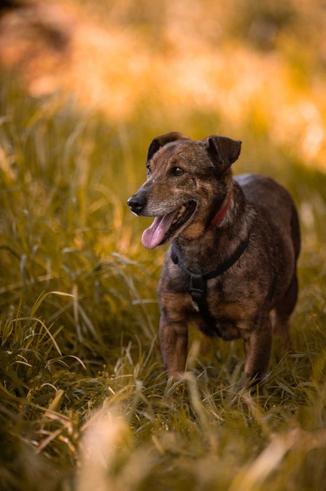Bolek - uroczy, mądry, spokojny psiak do adopcji.