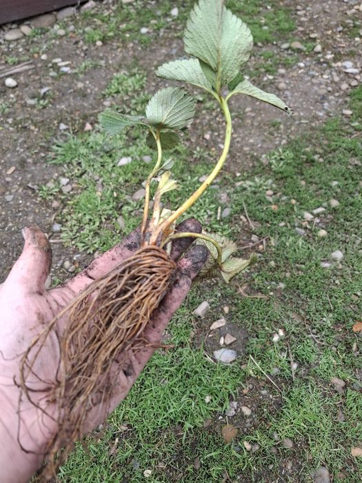 Копанка полуниці'касета'розсада