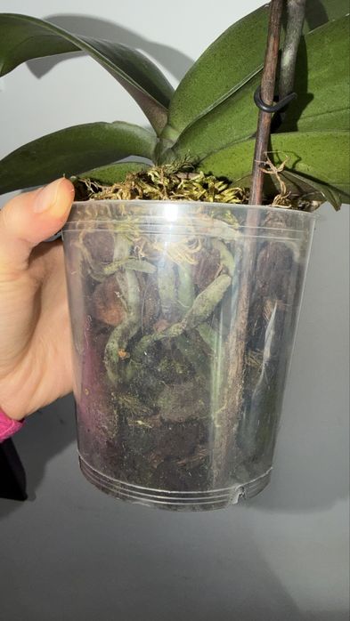 Орхідея фаленопсис Парфумерна фабрика