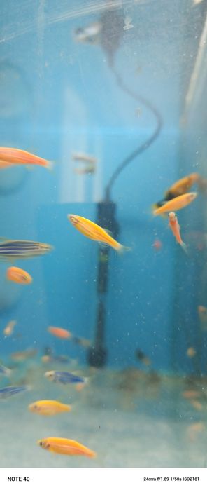 Danio kolor Jaworzno