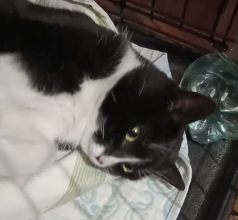 Врятуйте життя киці