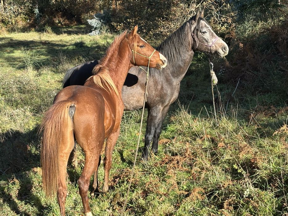 Vendo cavalo luso-árabe