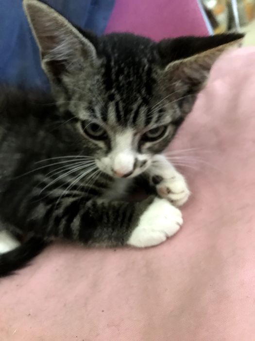 Gatinho macho para adoção. Cinza, tigrado com meias brancas 3 meses.