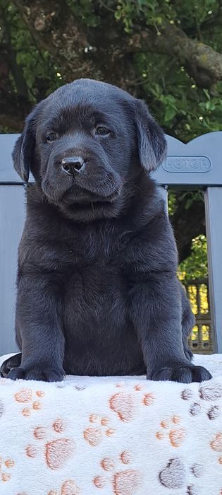Labrador retriever czarny szczeniak